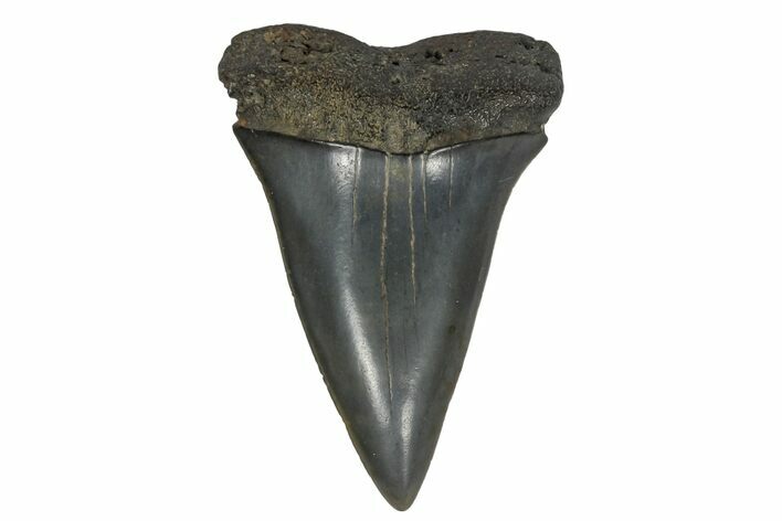 Fossil Broad-Toothed Mako Tooth - South Carolina #170419